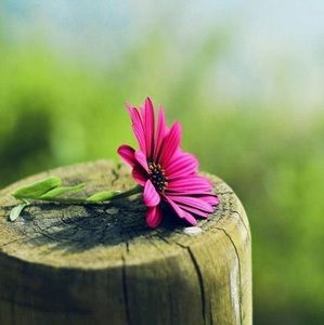 Meet your Posher, Alaa